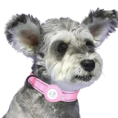 Collier AirTag Moderne pour chien
